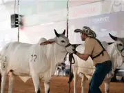 Feria de la Ganadería en Montería: 20 mil empleos y más de $60 mil millones en economía