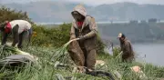 Fracaso de jurisdicción agraria abre dudas sobre resolución de conflictos de tierras en Colombia