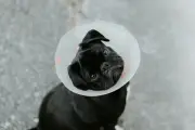 Funza inaugura primer centro fijo gratuito de esterilización animal en Colombia