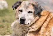 Geriatría veterinaria: cómo cuidar a perros y gatos mayores