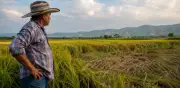 Gobierno mantiene restricción al arroz de Ecuador y anuncia alivios por $35.000 millones