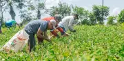 Gobierno reactiva fondo campesino con $8.541 millones tras 28 años inactivo
