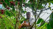 Gobierno y cafeteros prorrogan contrato del Fondo Nacional del Café por cinco meses