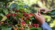 Gobierno y Federación de Cafeteros prorrogan contrato del Fondo del Café por cinco meses