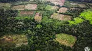 Greenpeace pide sancionar ley de trazabilidad ganadera para proteger Amazonía