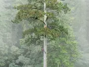 Hallan en Taiwán el árbol más alto del oeste de Asia: 84,1 metros