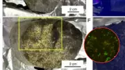 Hallazgo en Sudáfrica: microbios de 2.000 millones de años sorprenden a científicos