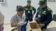 Hombre escondió ardillas en sus genitales para tráfico ilegal en Cartagena