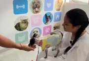 Hospital en Bello inaugura sala de visitas para reencuentro de pacientes con sus mascotas