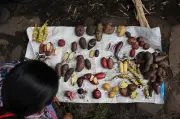 Indígenas andinos tienen mayor capacidad para digerir papas, según estudio