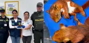 Indignación en Cartagena: drogaron ardillas para tráfico ilegal en aeropuerto