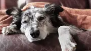 Insuficiencia renal en perros mayores: 7 alimentos prohibidos y señales de alerta