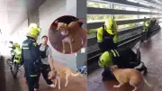 Intervención policial a músico y su perro en Bogotá genera polémica