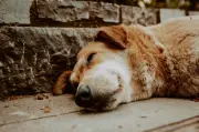 Jornada gratuita sobre protección animal en Tunjuelito, Bogotá, el 24 de junio