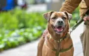 Jornadas de adopción de perros y gatos en Bogotá este fin de semana