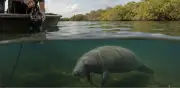 Joven colombiano gana premio National Geographic por proyecto con IA para manatíes