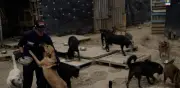 Judicializan a mujer que tenía más de 300 perros en hacinamiento y desnutrición