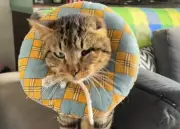 Jurada de votación adopta gato callejero durante elecciones en Bogotá