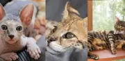 Las razas de gatos más exclusivas y caras del mundo en 2026