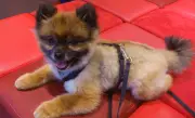Los peligros de las mascotas 'tacita de té': problemas de salud ocultos