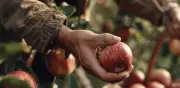 Manzanas polacas conquistan Colombia: participación de mercado crece al 7,47%