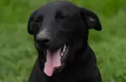 Marqués, el perro negro y grande que busca un hogar desde hace años