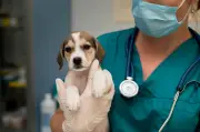 Mascotas sanas requieren chequeos veterinarios tres veces al año