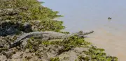 MinAmbiente anuncia liberación de caimanes llaneros en julio