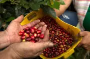 Ministerio confirma que Federación de Cafeteros es el gremio más representativo del país