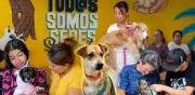 Más de 400 animales abandonados en Cali durante 2026: cruda realidad en el CBA