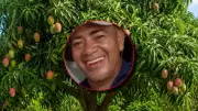 Muere vendedor de mangos en Barranquilla tras caer de un árbol