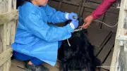 Mujer imputada por maltrato a más de 300 perros en Cundinamarca