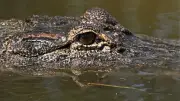 Niño en estado crítico tras caer en foso de cocodrilos en zoológico de Reino Unido
