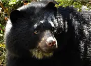 Oso de anteojos visita conjunto residencial en La Calera, Cundinamarca
