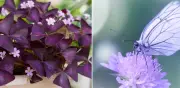 Oxalis triangularis: la planta morada que 'baila' con la luz y se pliega como una mariposa