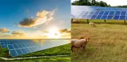 Paneles solares: aliados de la biodiversidad según estudio español