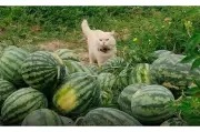 Pearl, la gata que vigila cultivos de sandía en Tailandia y es viral