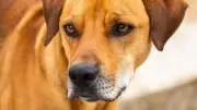 Perro caramelo: ¿por qué tres países lo reclaman como suyo?