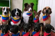 Perros rescatados forman 