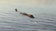 Pescador llama a caimán por su nombre y el animal responde: video viral