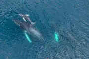 PFAS: contaminación global en delfines y ballenas revela riesgos