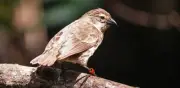 Pinzón de manglar de Galápagos tiene su mejor temporada reproductiva en 15 años