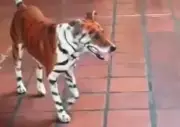 Polémica por perro pintado como tigre en celebración electoral en Colombia