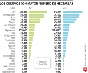 Por cada hectárea de cebolla cabezona hay 25,19 sembradas de hoja de coca en Colombia