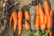Por qué salen zanahorias torcidas y cómo evitarlas en casa