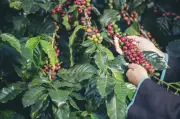 Producción de café en Colombia crece 29% en mayo de 2026