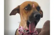 Protesta en Paraguay exige que perrita mutilada no vuelva a su antiguo hogar