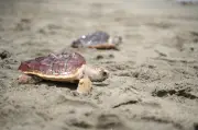 Proyecto en Magdalena logra salvar 6.040 tortugas marinas en 20 años
