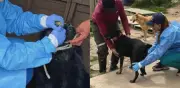 Rescatan a más de 300 perros hacinados en precaria vivienda en Cundinamarca