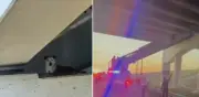Rescatan a Trinity, perrita atrapada en pilar de puente en Dallas: conmueve a redes